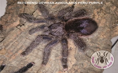 Avicularia Peru Purple Tarantula